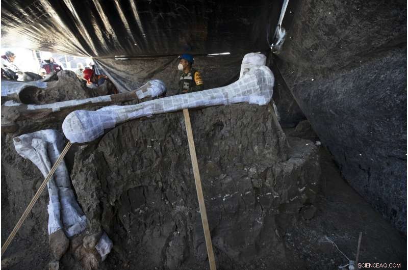 Ancient Mammoth Skeleton Unearthed During Mexico City Airport Construction