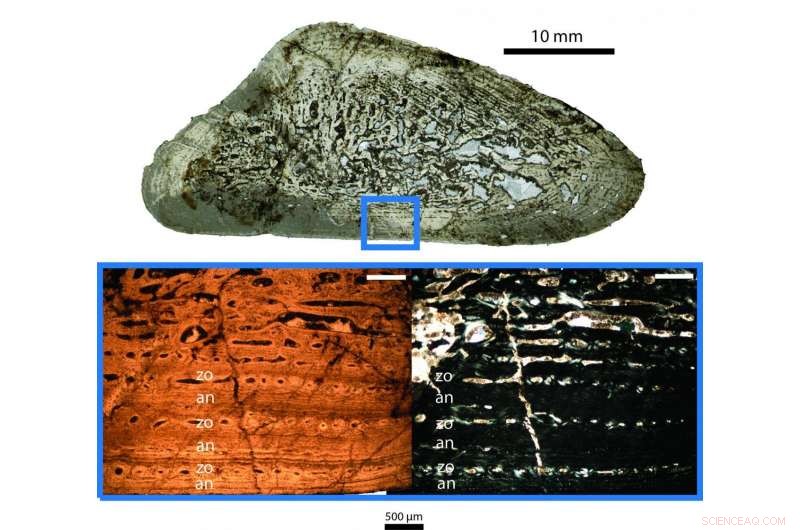 Triassic Fossil Growth Unlocks Climate Secrets of 225 Million Years Ago