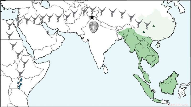Groundbreaking 13‑Million‑Year‑Old Ape Fossil Unearthed in India