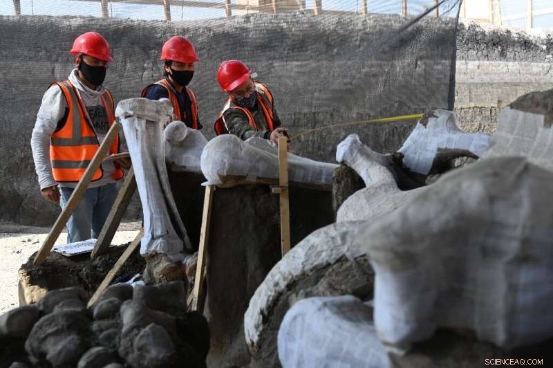 Mammoth Graveyard Uncovered at Mexico City s New Airport Site
