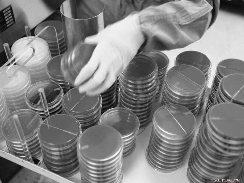 Did Columbus Truly Bring Syphilis to Europe? New Research Challenges the Myth