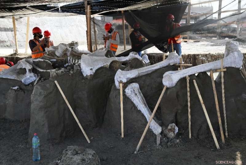 Mammoth Graveyard Uncovered at Mexico City s New Airport Site