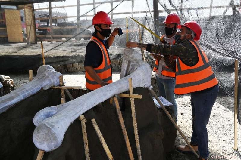 Mammoth Graveyard Uncovered at Mexico City s New Airport Site