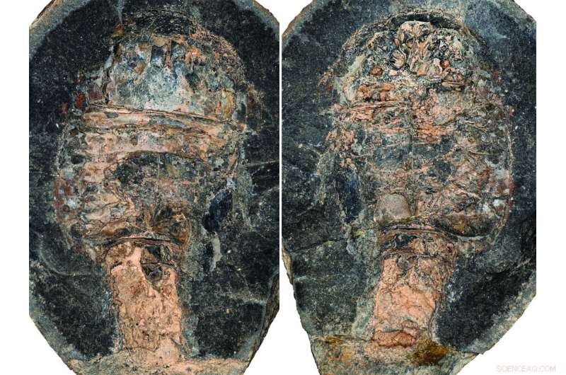 New Study Reveals 340‑Million‑Year‑Old Sea Scorpion Could Breathe Air