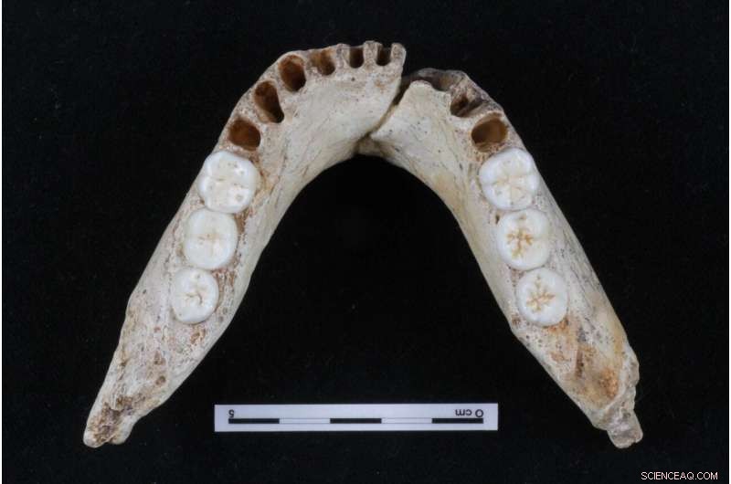 Molar Size Regulation in Hominins: New Insights from the Inhibitory Cascade Model