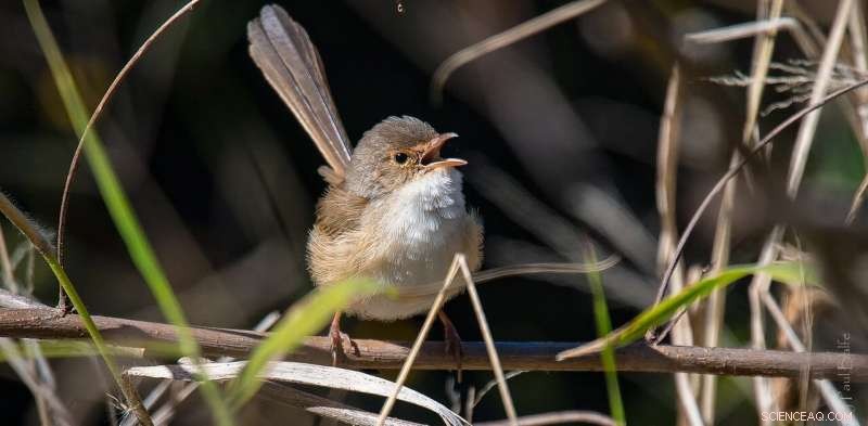 Women’s Research on Birdsong Highlights Diversity’s Role in Advancing Scientific Discovery
