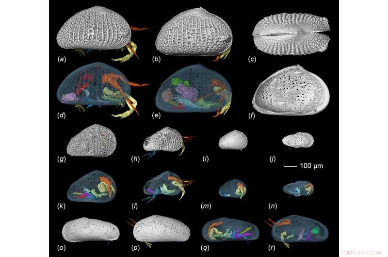 100‑Million‑Year‑Old Amber Reveals Ostracod Mating Behavior