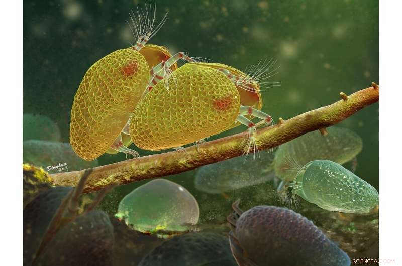 100‑Million‑Year‑Old Amber Reveals Ostracod Mating Behavior