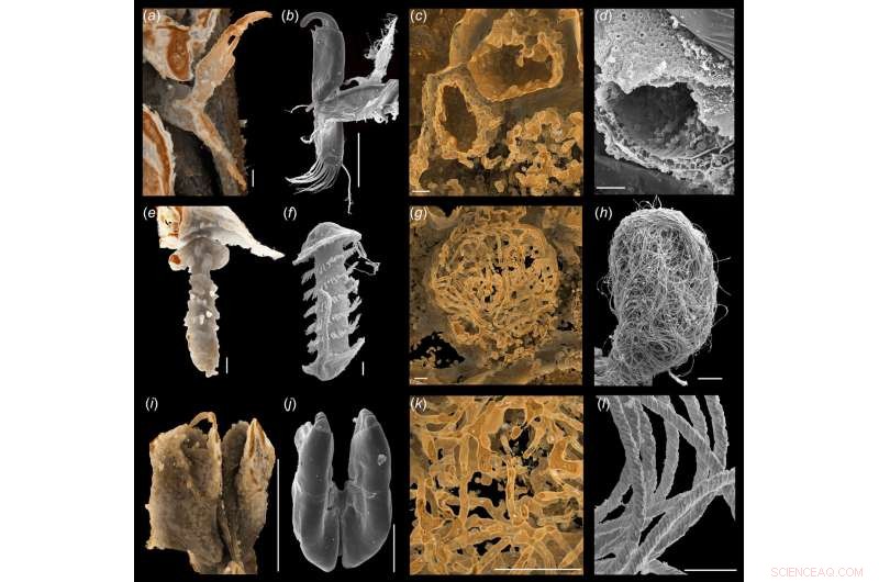 100‑Million‑Year‑Old Amber Reveals Ostracod Mating Behavior