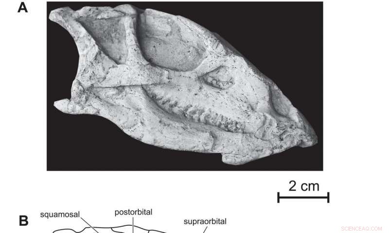 New Dinosaur Species, Changmiania liaoningensis, Discovered in China