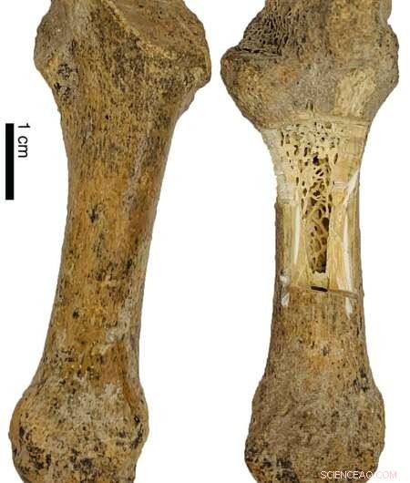 Tracing the Journey of the Giant Short‑Faced Bear to California s Channel Islands