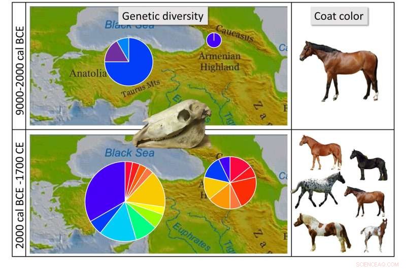Genetic evidence challenges the Anatolian origin of horse domestication