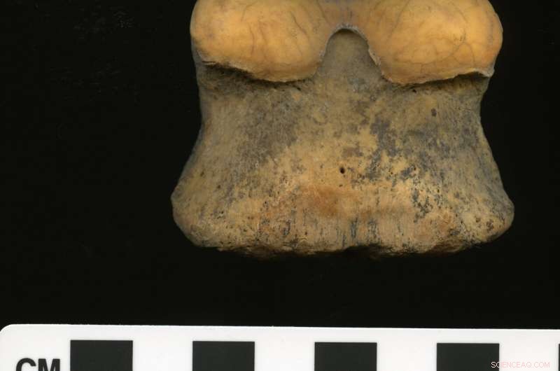 Genetic evidence challenges the Anatolian origin of horse domestication