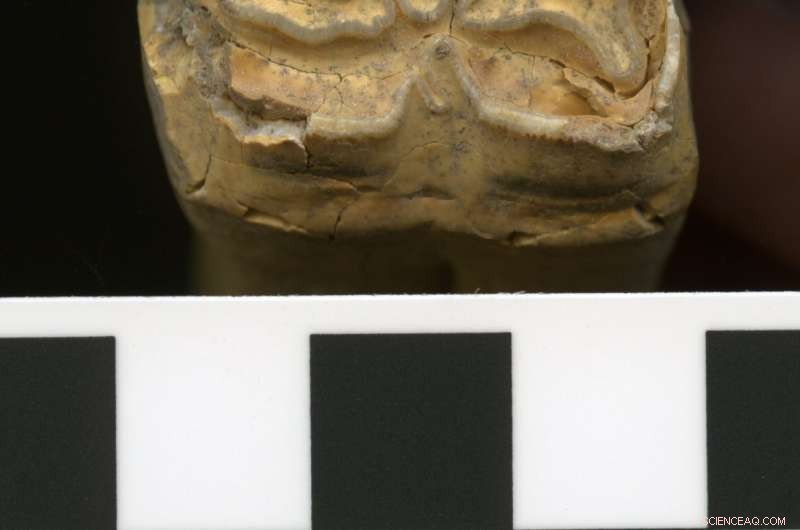 Genetic evidence challenges the Anatolian origin of horse domestication