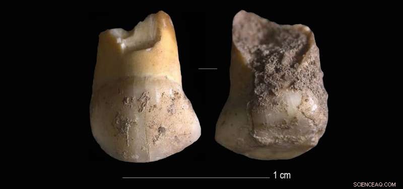 48,000-Year-Old Neanderthal Tooth Unearthed Near Northern Italy’s Riparo del Broion