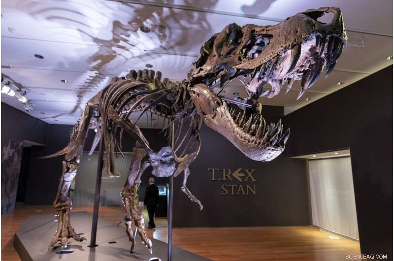Auction Alert: $8M T. rex  Stan  – One of the Largest Complete Fossils on the Market