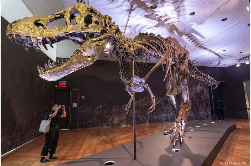 Auction Alert: $8M T. rex  Stan  – One of the Largest Complete Fossils on the Market