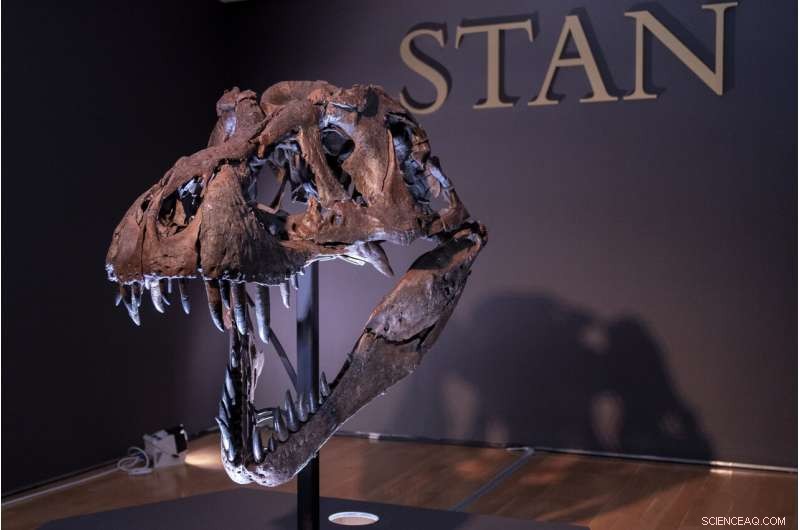 Auction Alert: $8M T. rex  Stan  – One of the Largest Complete Fossils on the Market