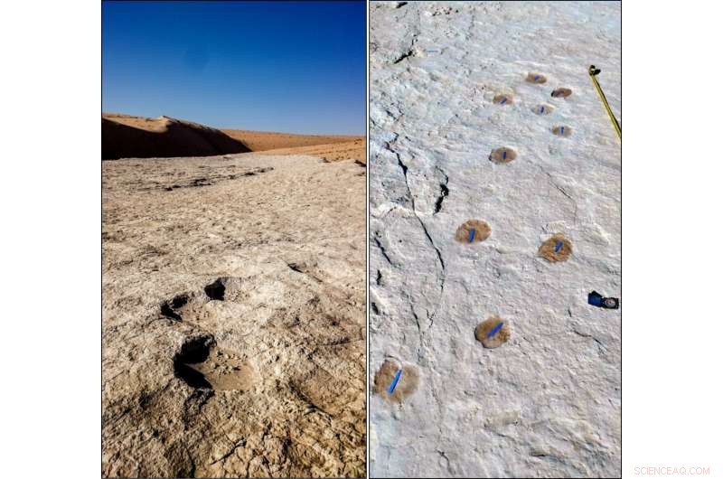 120,000‑Year‑Old Human Footprints Discovered in Saudi Arabia: A Window into Early Homo sapiens