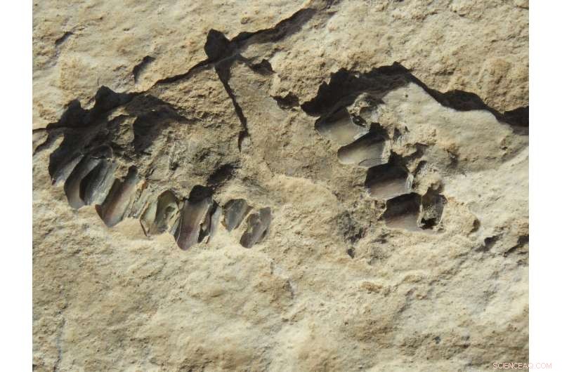 120,000‑Year‑Old Human Footprints Discovered in Saudi Arabia: A Window into Early Homo sapiens
