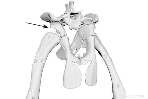 3D Modeling of Euparkeria Reveals Key Posture Shift in Early Dinosaurs and Crocodylian Ancestors