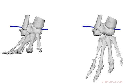 3D Modeling of Euparkeria Reveals Key Posture Shift in Early Dinosaurs and Crocodylian Ancestors