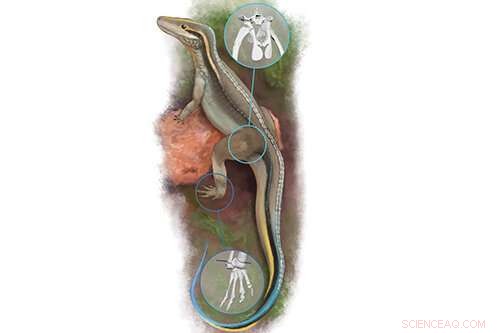 3D Modeling of Euparkeria Reveals Key Posture Shift in Early Dinosaurs and Crocodylian Ancestors