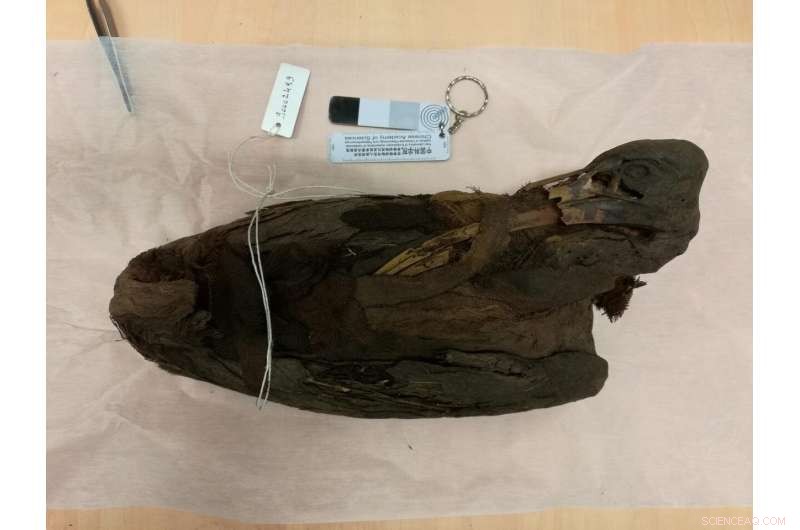 Egyptian Gods Honored: The Sacred Mummification of Wild Birds