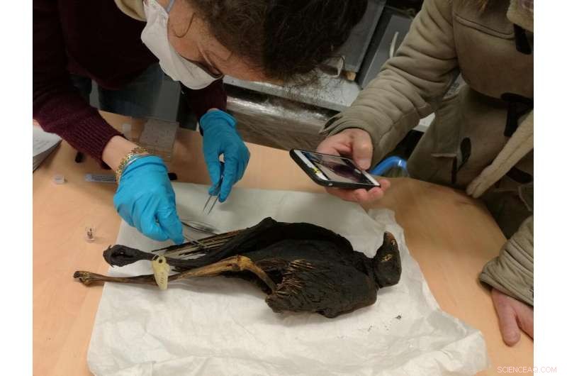 Egyptian Gods Honored: The Sacred Mummification of Wild Birds