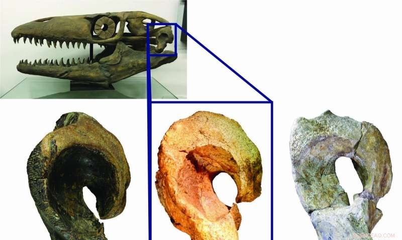 New Giant Prehistoric Marine Lizard Genus Revealed by Paleontologist