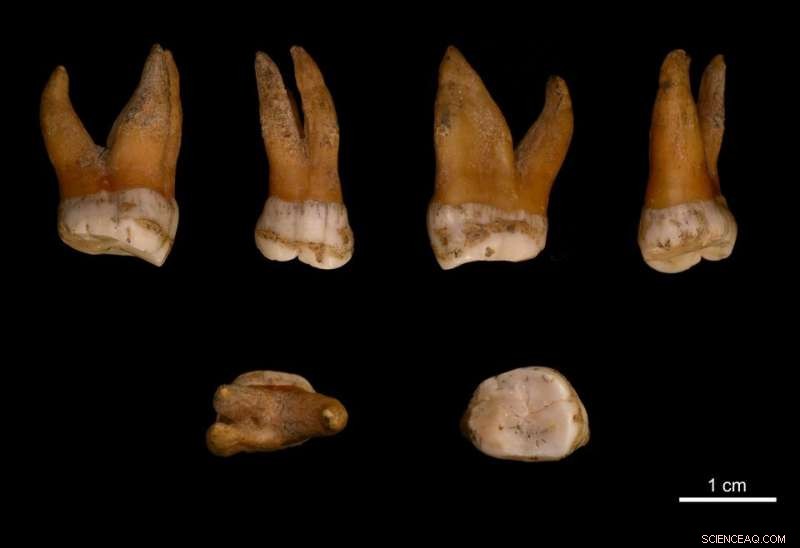 Neanderthals Adopted Modern Human Y Chromosome, Revealing New Genetic Insights