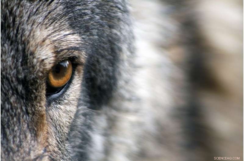 Ancient Wolf Fossils Reveal Pack Living Over 1.3 Million Years Ago