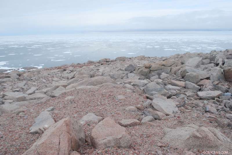 Snowmelt Reveals Ancient Adelie Penguin Colony at Cape Irizar, Ross Sea, Antarctica