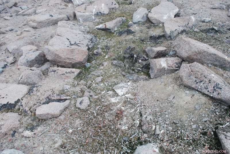 Snowmelt Reveals Ancient Adelie Penguin Colony at Cape Irizar, Ross Sea, Antarctica