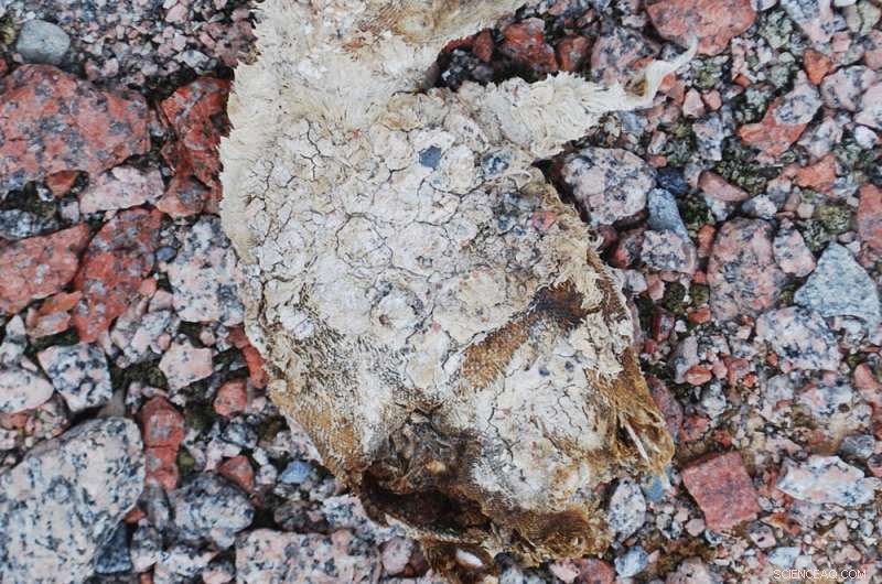 Snowmelt Reveals Ancient Adelie Penguin Colony at Cape Irizar, Ross Sea, Antarctica