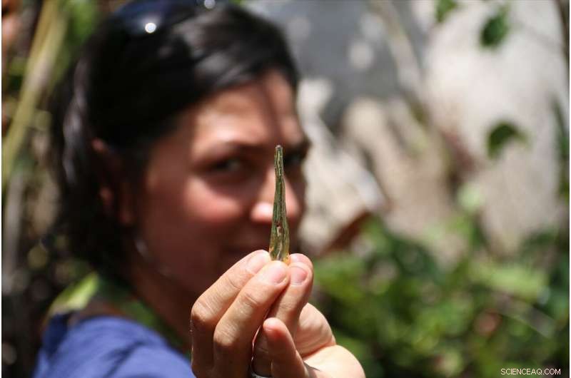 Scientists Successfully Extract DNA from Resin-Embedded Insects