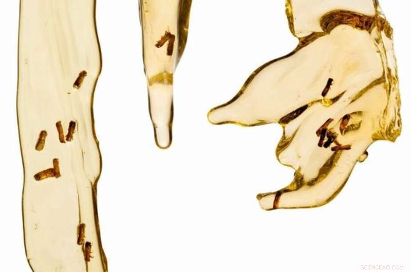 Scientists Successfully Extract DNA from Resin-Embedded Insects