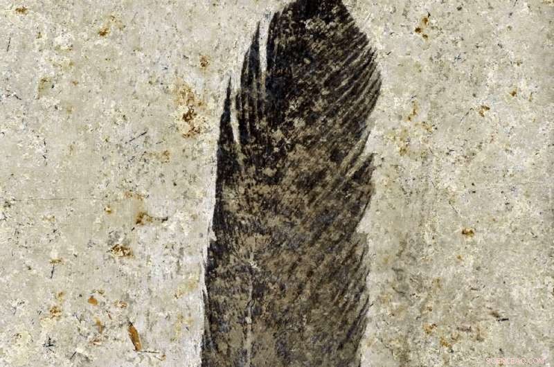 New Research Confirms Archaeopteryx Origin of First Fossil Feather, Debunking Alternative Theory