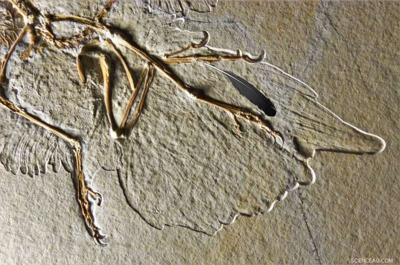 New Research Confirms Archaeopteryx Origin of First Fossil Feather, Debunking Alternative Theory