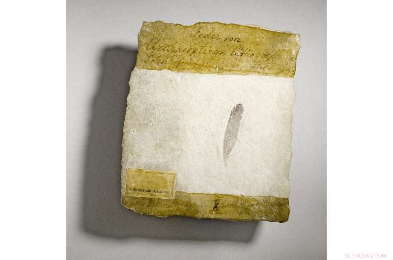 New Research Confirms Archaeopteryx Origin of First Fossil Feather, Debunking Alternative Theory