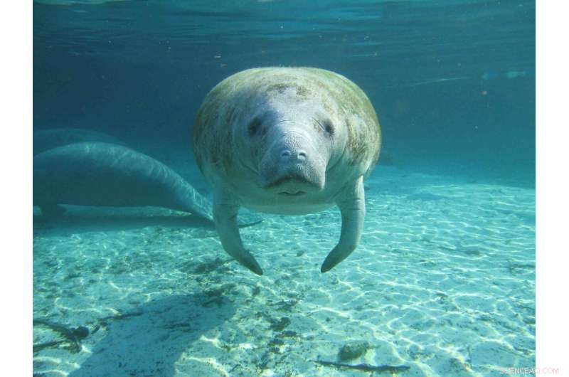 Ice Age Fossils Reveal Manatees Once Roamed Texas Coast