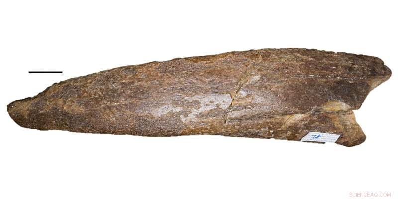 Ice Age Fossils Reveal Manatees Once Roamed Texas Coast