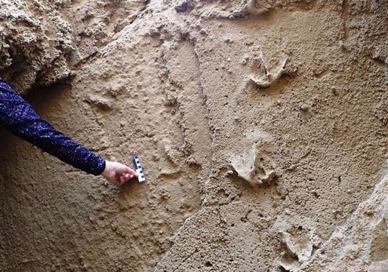 Fossil Tracks Reveal the Avian History of South Africa’s Cape South Coast