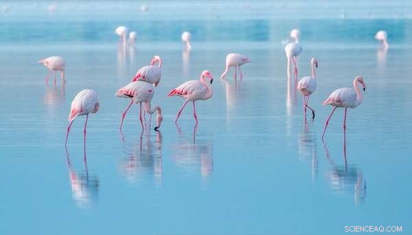 Fossil Tracks Reveal the Avian History of South Africa’s Cape South Coast