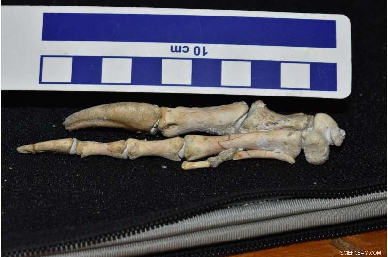 New Toothless Dinosaur Species Illuminates Parrot-Like Evolution 68 Million Years Ago