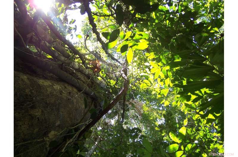 Tracing Ancient Rainforests Through Mammalian Diets