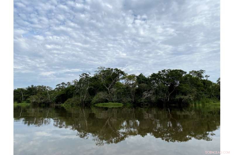 Tracing Ancient Rainforests Through Mammalian Diets