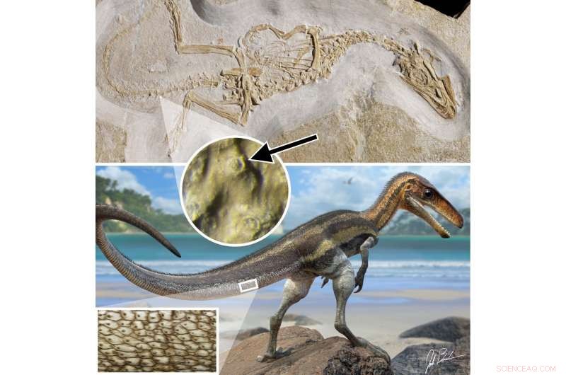 Juravenator Reveals Crocodile‑Like Sensory Organs in a 155‑Million‑Year‑Old Carnivorous Dinosaur