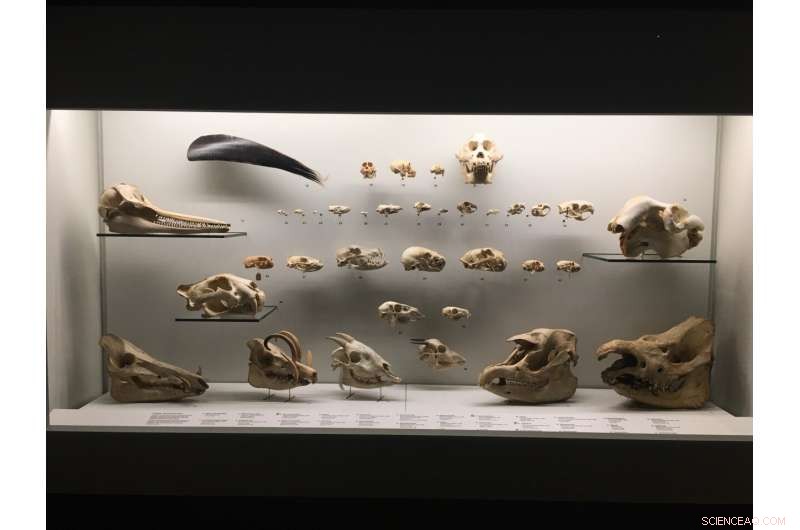 How Historical Tropical Forest Changes Triggered Extinctions of Megafauna and Early Humans