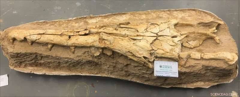New Mosasaur Species Discovered in Morocco: A Paleontological Breakthrough